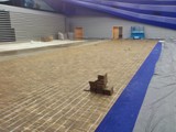 Podłogi drewniane w Sali Ziemi MTP w Poznaniu. Zdjęcie nr: 24
