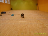 Podłogi drewniane w sali gimnastycznej. Realizacja w Kościanie. Zdjęcie nr: 10