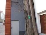 Elewacja drewniana z drewna Garapa. Realizacja w Zielonej Górze. Zdjęcie nr: 6