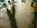 Podłogi drewniane w sekretariacie firmy Barlinek S.A. Zdjęcie nr: 7